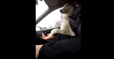 Ce chien a peur en voiture et le fait savoir à son maître