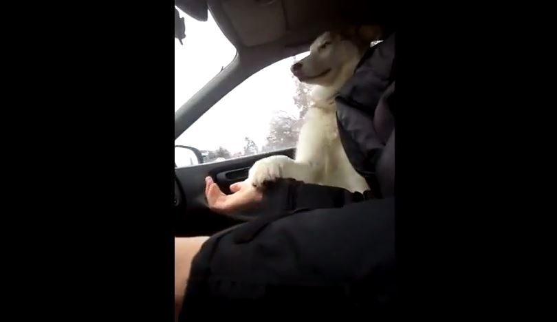 Ce chien a peur en voiture et le fait savoir à son maître