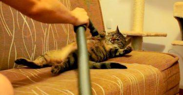 chat qui adore se faire caresser par 'aspirateur