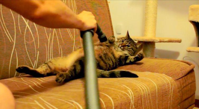 chat qui adore se faire caresser par 'aspirateur