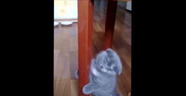 chat qui fait du pole dance