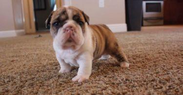 chien bulldog anglais qui apprend à marcher pour la première fois