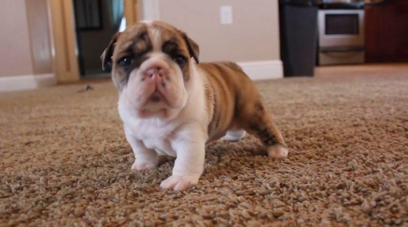 chien bulldog anglais qui apprend à marcher pour la première fois