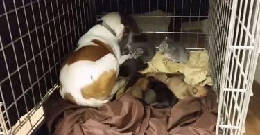 chienne guidée par son instinct maternel donne refuge à des chiots et à des chatons