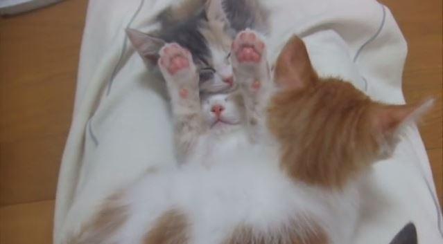 Des chatons au sommeil imperturbable