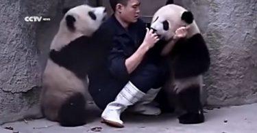 Des pandas qui ne veulent pas prendre leur médicament