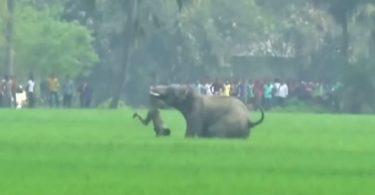 Eléphant meurtrier en Inde