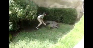 femme attaquée par un crocodile en tentant de le toucher