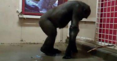 gorille à fond sur du breakdance