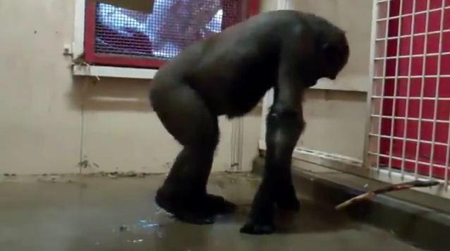 gorille à fond sur du breakdance