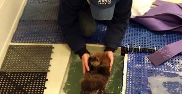 loutre en parfaite santé après traitement