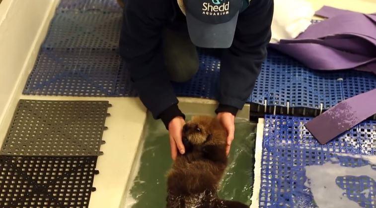 loutre en parfaite santé après traitement