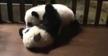 panda joue avec son frère