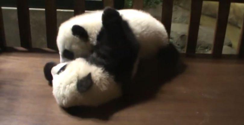 panda joue avec son frère