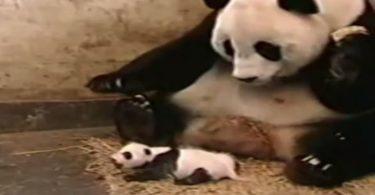 panda qui panique suite à l'éternuement de son petit