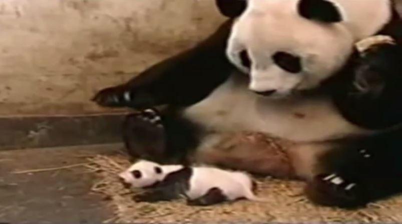 panda qui panique suite à l'éternuement de son petit