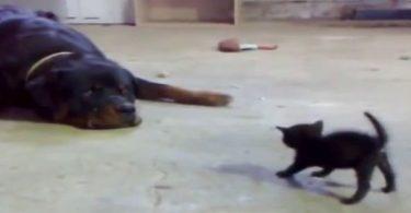 petit chaton qui ne recule pas devant un rottweiler