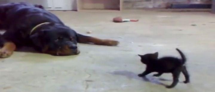 petit chaton qui ne recule pas devant un rottweiler