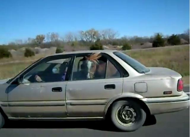 poney partant en voyage en voiture