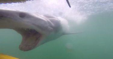 requin charge des hommes dans une cage