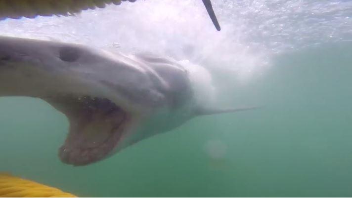 requin charge des hommes dans une cage