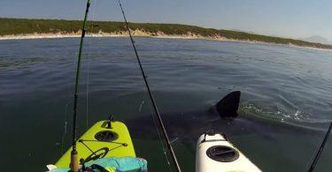 requin énorme fait trembler des kayakistes