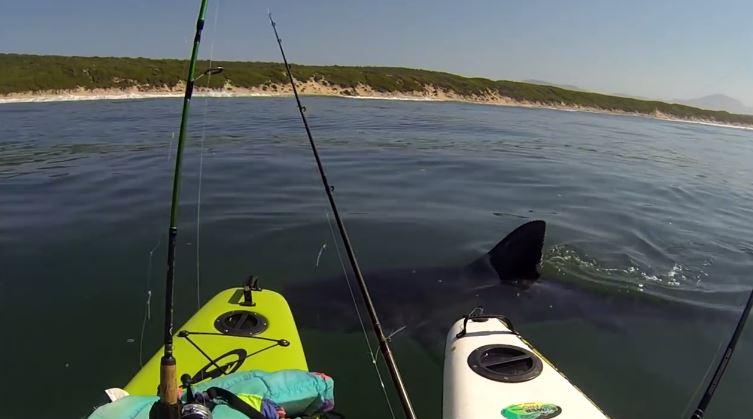 requin énorme fait trembler des kayakistes