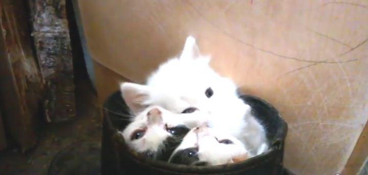 Trois chatons adorables confortablement installés dans une boîte