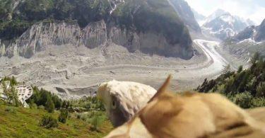 Un aigle et une caméra embarquée nous font visiter la mer de glace