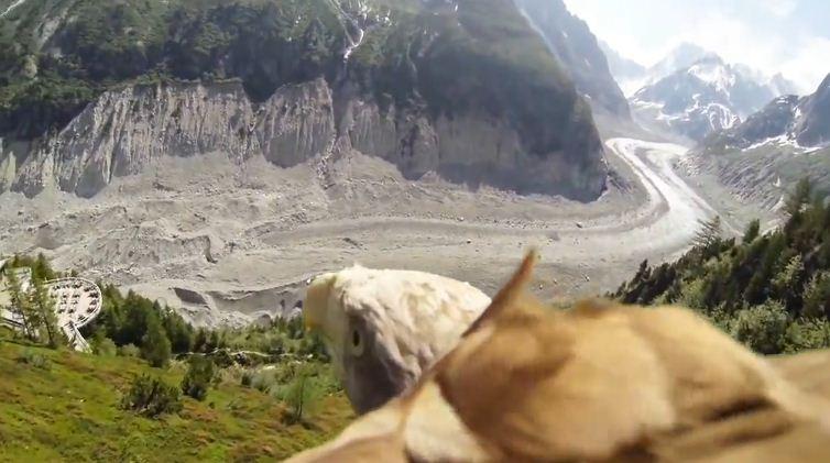 Un aigle et une caméra embarquée nous font visiter la mer de glace