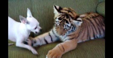 Un bébé tigre et un chiot jouent dans le salon