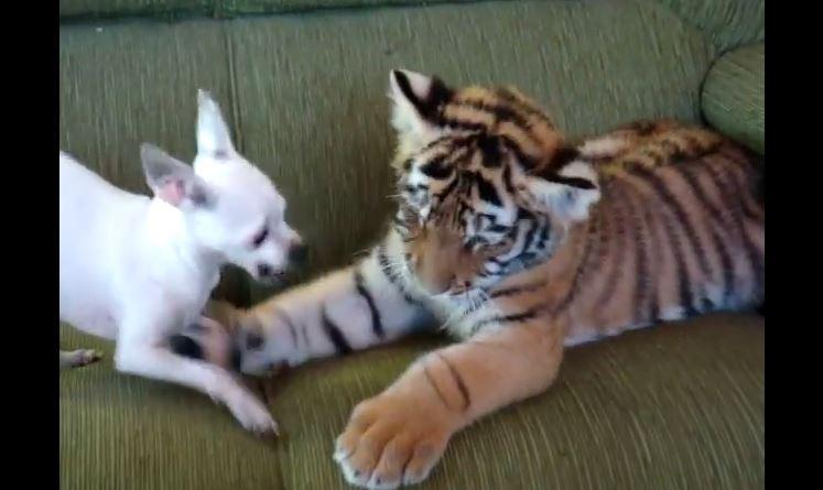 Un bébé tigre et un chiot jouent dans le salon