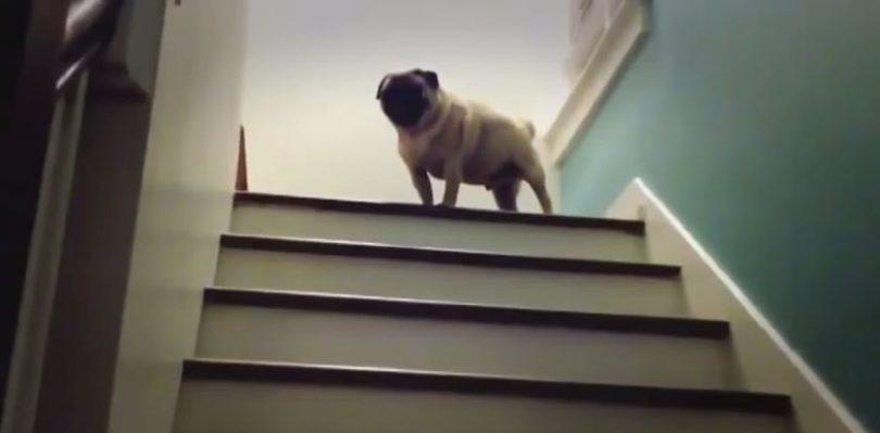 un carlin prend les escaliers en sautillant