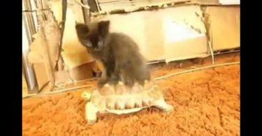 Chat qui adore être porté sur le dos dun tortue