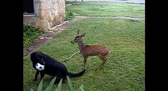 Chien et gazelle amis pour la vie