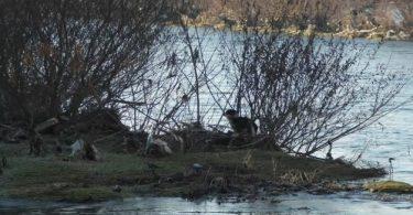 Chien piégé au milieu des eaux sauvé par des hommes héroïques