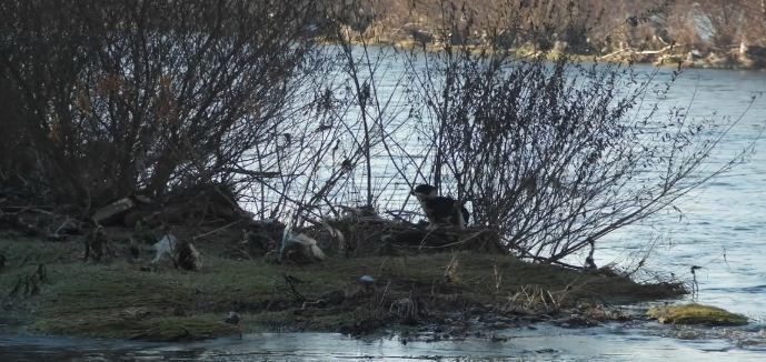 Chien piégé au milieu des eaux sauvé par des hommes héroïques