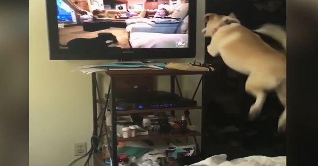 Un chien qui voudrait bien participer à une émission tv