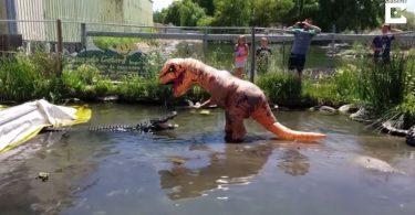 Un crocodile contre un homme déguisé en dinosaure