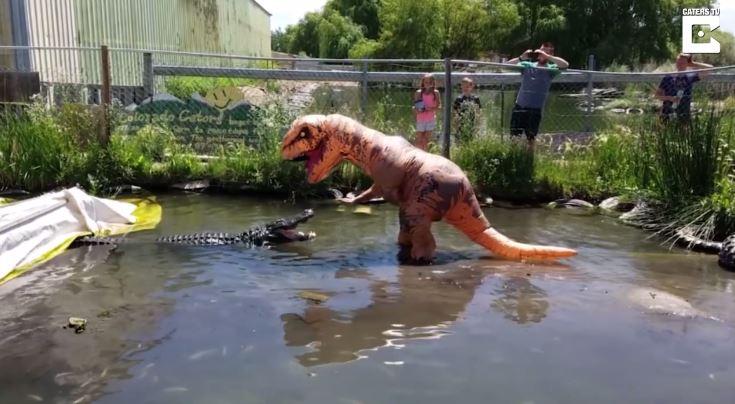 Un crocodile contre un homme déguisé en dinosaure