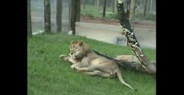 Un lion voir la lumière du jour pour la 1ère fois en 13 ans