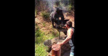 Un ours veut s'invite à un barbecue