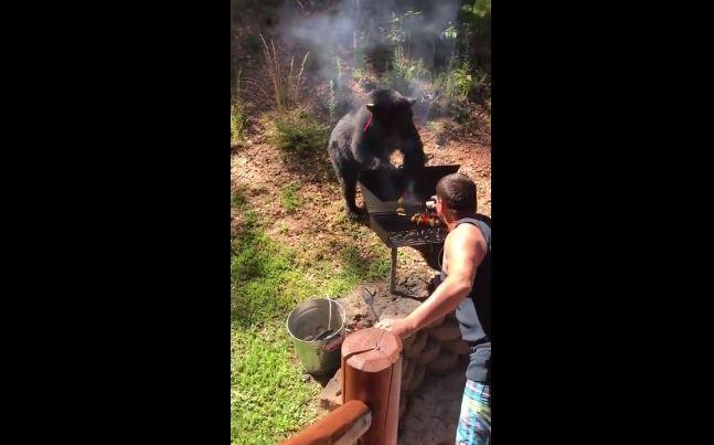 Un ours veut s'invite à un barbecue