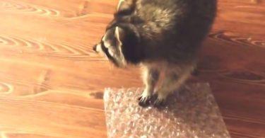 Raton laveur qui s'amuse avec un papier à bulles