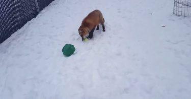 Renard qui joue incroyablement bien à la balle