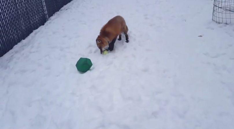 Renard qui joue incroyablement bien à la balle