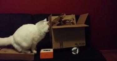 Chat piégé dans un carton