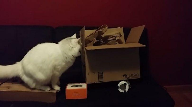 Chat piégé dans un carton