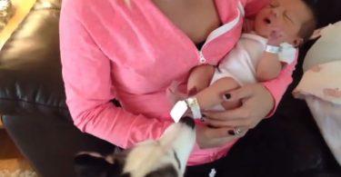 Husky sibérien qui fait la connaissance d'un bébé humain