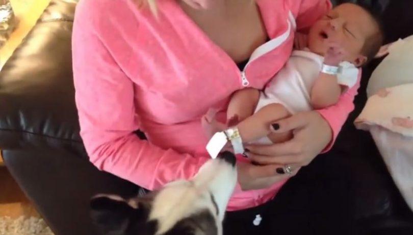Husky sibérien qui fait la connaissance d'un bébé humain